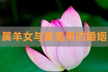女羊男兔的婚姻怎么样,属羊女是什么性格?