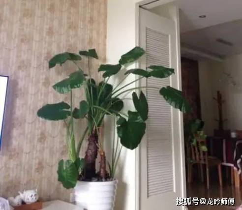 家庭客厅花卉摆放风水讲究