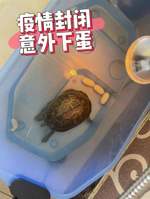 孕妇梦见乌龟下蛋