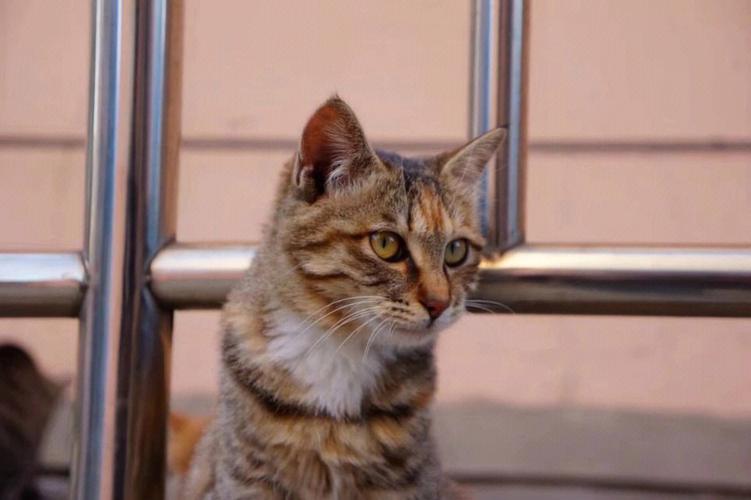 梦见被黄猫咬一口