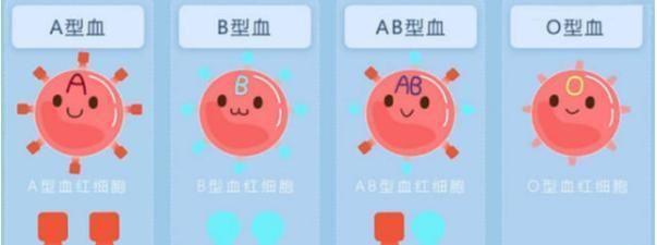 o型血和a型血哪个珍贵