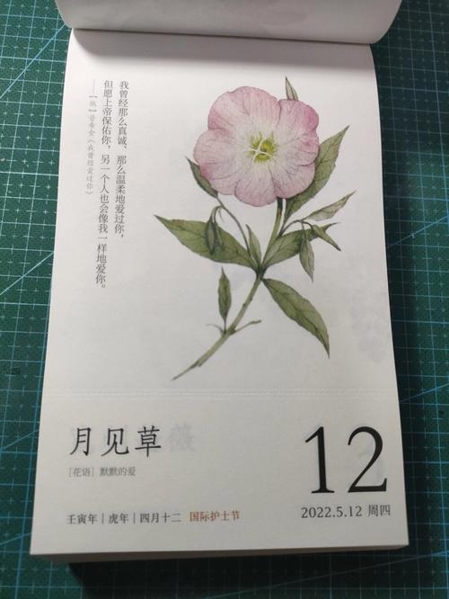 7月8日生日花语:待霄草