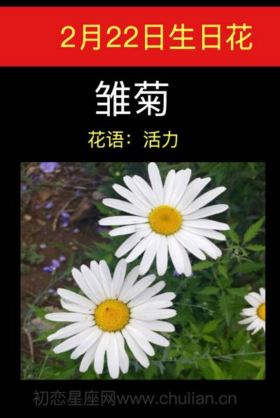 2月22日生日花语：雏菊，生日花语活力