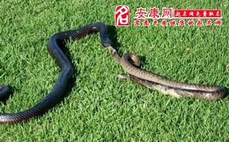 梦见吃两条蛇是什么意思