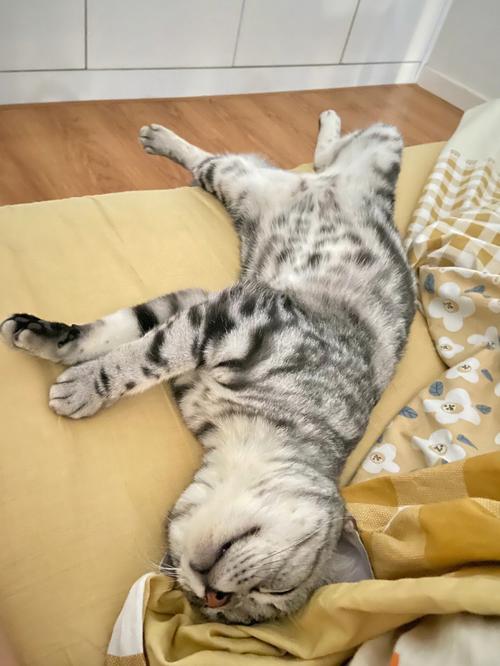 梦见猫皮是什么意思