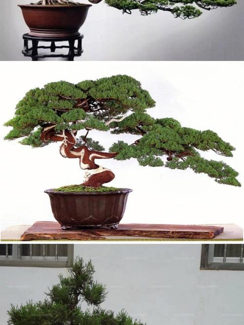 梦见买盆栽