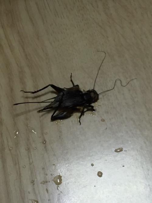 梦见大黑虫子