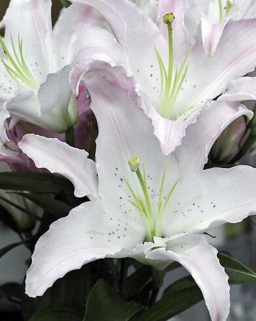 花语大全:葵百合的花语是什么?