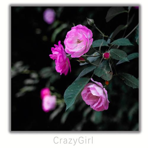 蔷薇花语:绿蔷薇的花语是什么?