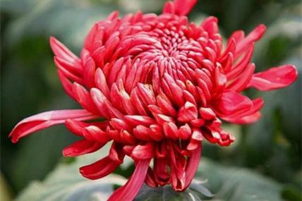 梦见菊花是什么意思