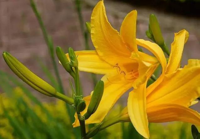 梦见黄花菜什么意思