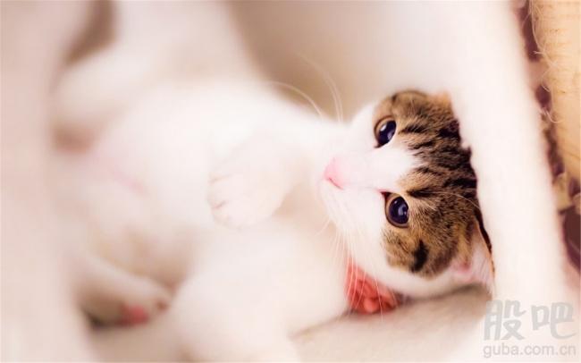 2016.12.29生肖运势