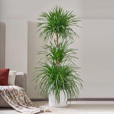 客厅养什么植物风水好