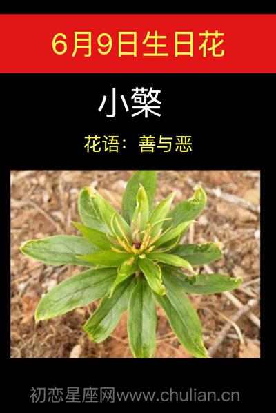 6月9日花语:小檗,生日花语善与恶