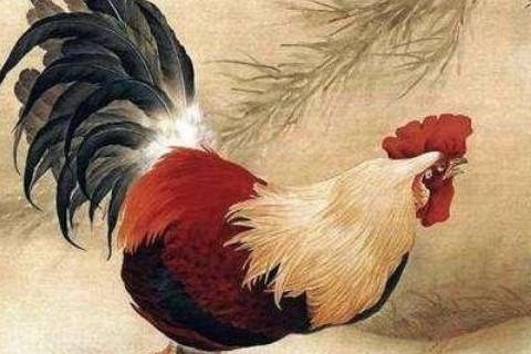属鸡的命运一生怎么样