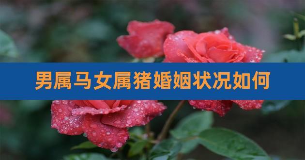 女马男猪可以结婚吗？属猪人的桃花位在哪？