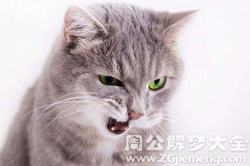 梦见一只发怒的猫