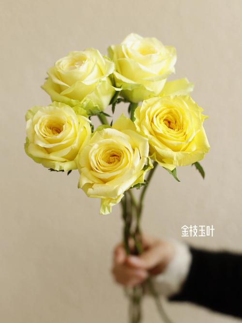 雅乐之舞的两种花语