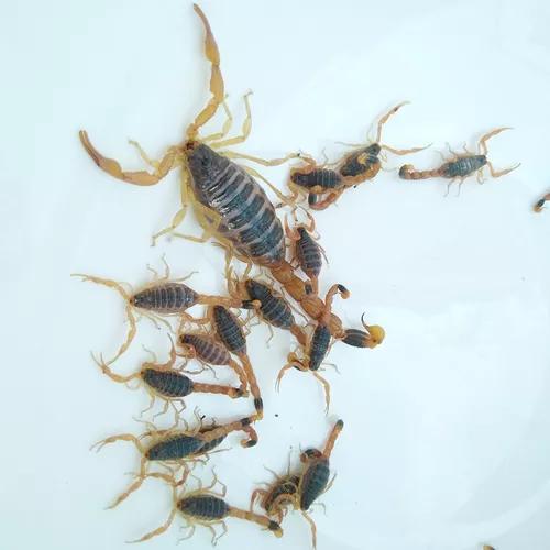 梦见昆虫满地爬