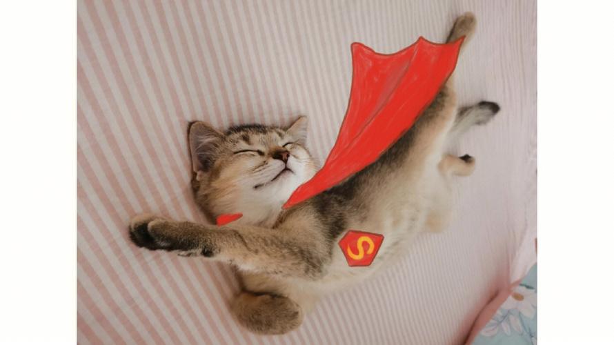梦见猫抓人 梦见猫抓人被打死了好不好