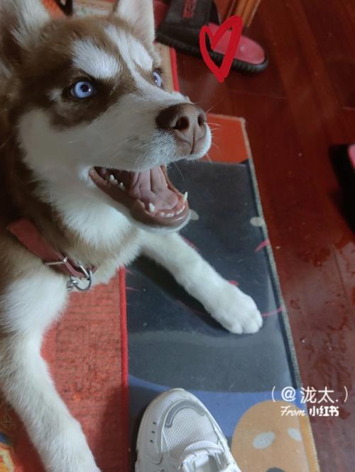 属鼠家中养着一条二哈是什么体验