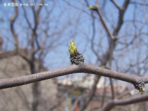 梦见枣树发芽
