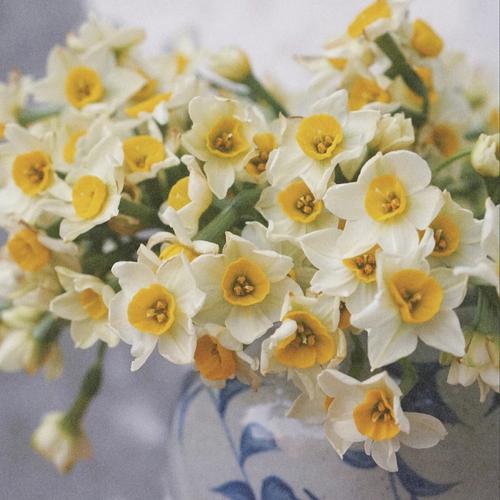 黄水仙花的花语:代表重温爱情