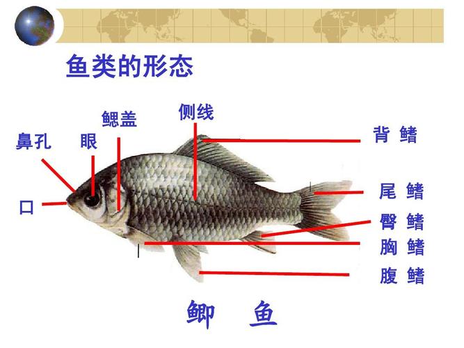鲫鱼鼻子图片解析