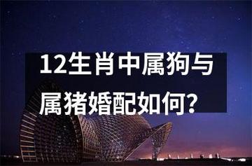男猪女狗结婚会幸福吗?属狗三月份出生的命运好吗?