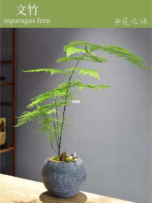 文竹名称的由来及花语