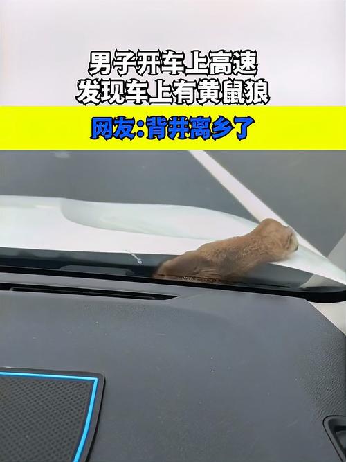开车路上遇到黄鼠狼是什么征兆