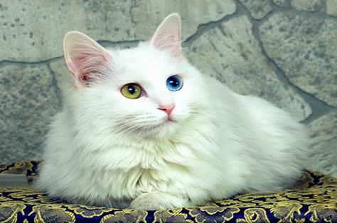 处女女是什么品种的猫
