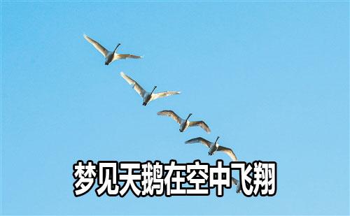 梦见天鹅在天上飞是什么意思