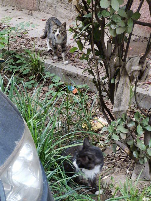 梦见埋猫 梦见埋猫猫复活