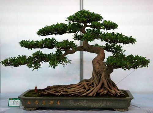 办公室摆放榕树盆景风水好不好?榕树盆景的风水作用你知道吗?