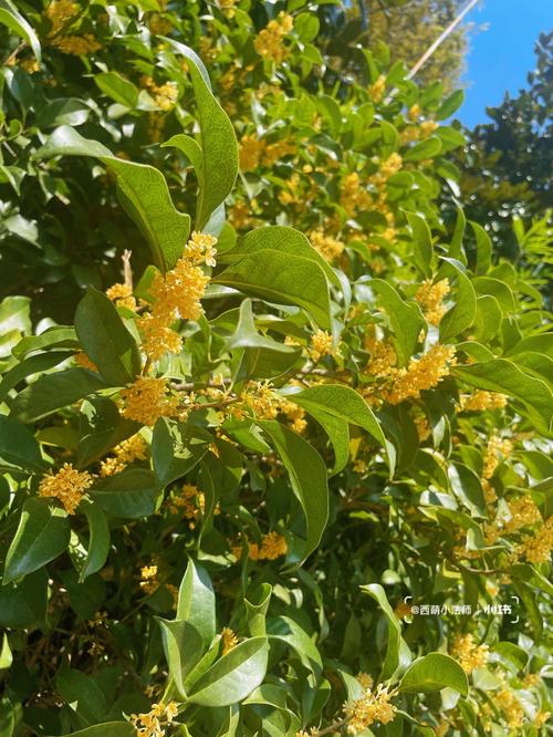 家里种桂花树吉不吉利