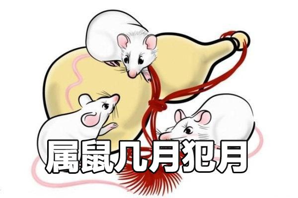 属鼠败几月 有什么破解方法