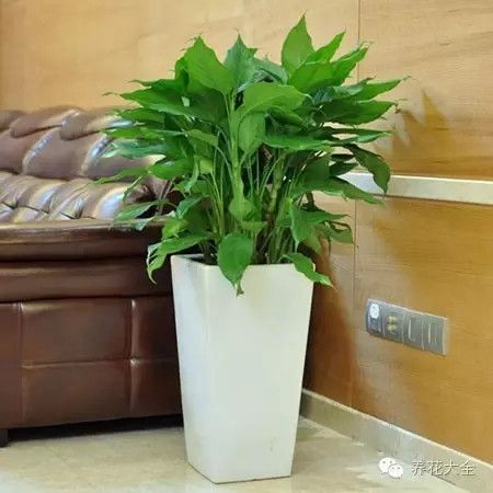 卧室放什么植物最旺财又健康