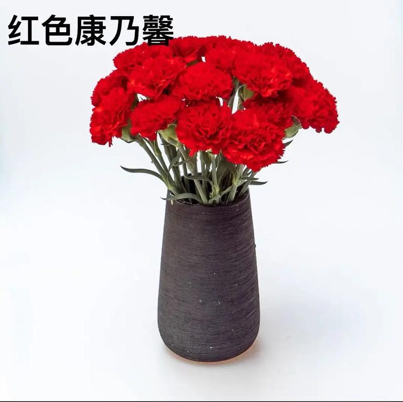 康乃馨代表什么?