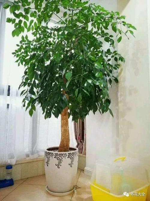 揭秘:能给家中带来好风水的植物