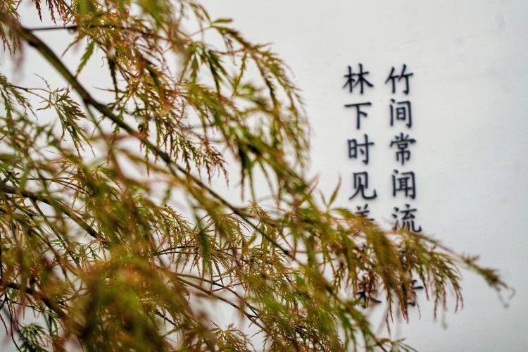 养鸡场起个大气的名字