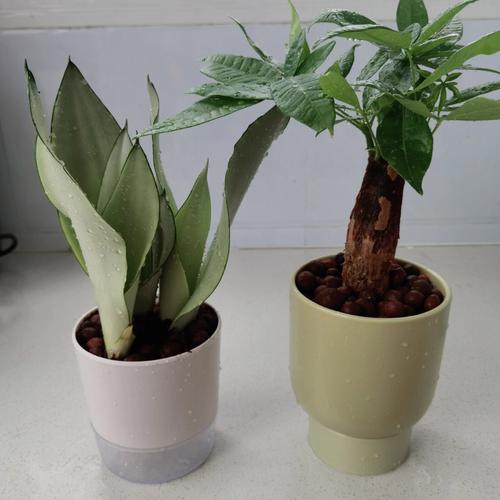 属猴家里放什么植物好,招财树虎皮兰提升财运