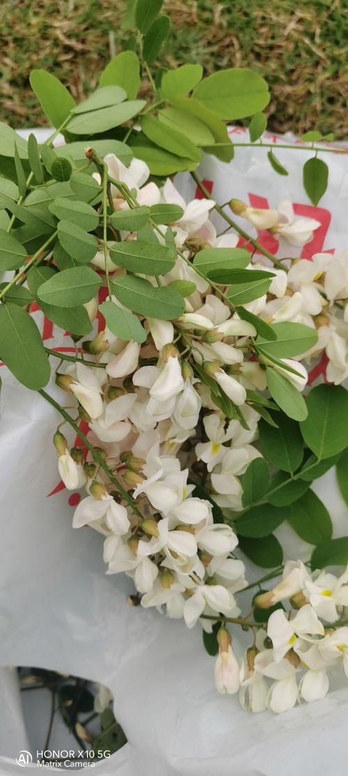 梦见满树槐花是什么征兆