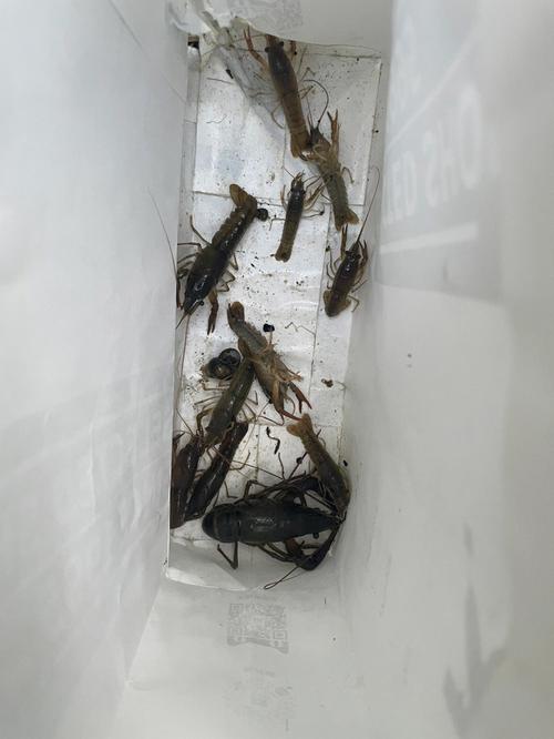 梦见在河里捉虾
