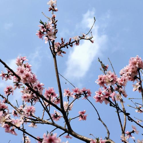 梦见满树桃花掉落水里面