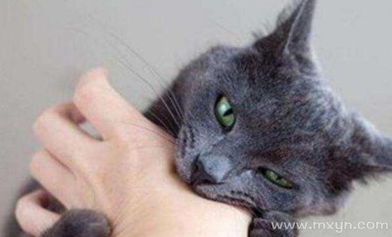 梦见被猫袭击