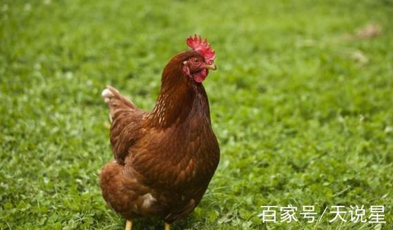 2021年不宜怀孕的生肖