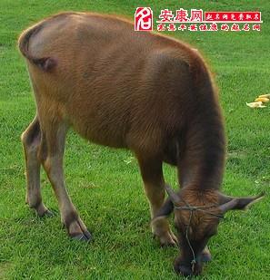 梦见会说话的动物周公解梦，梦见会说话的动物是什么意思？