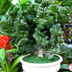室内避邪植物有哪些