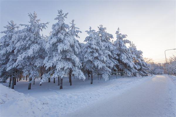 梦见白色的雪